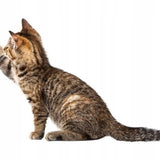 Zoofari Cat Play Tunnel - Foldable Y-Shape & Standard Variants